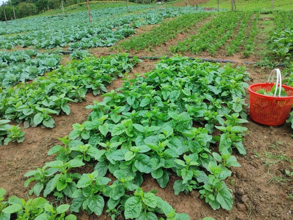 Muong Sang Farmstay 목쩌우 외부 사진